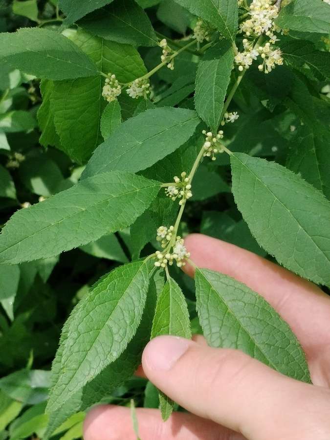 Winterberry in flower
