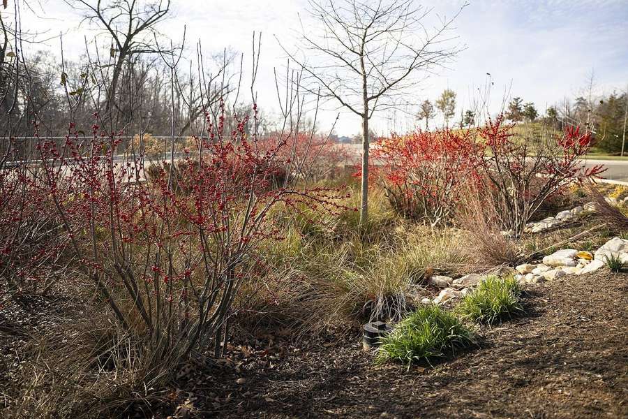 Winterberry (Ilex verticillata)