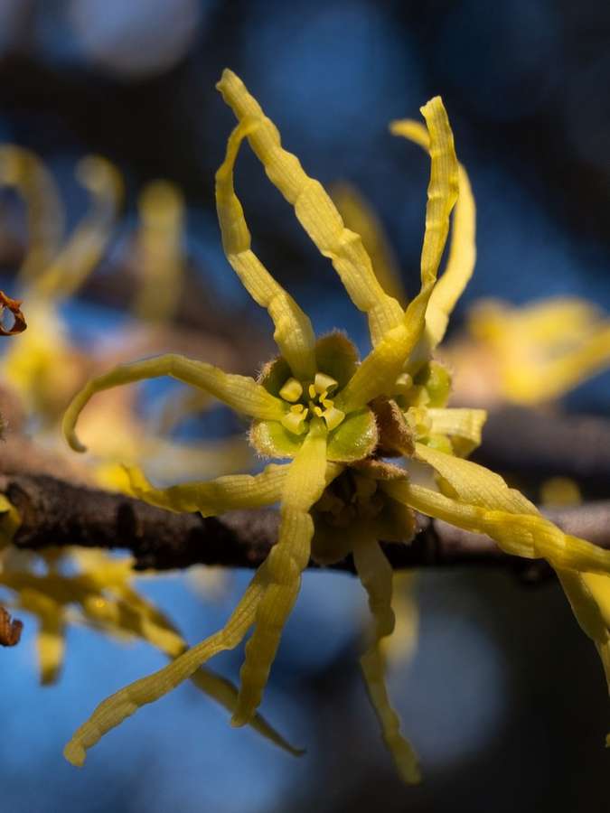 Witch Hazel in flower