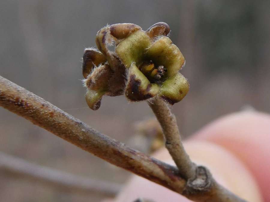 Witch Hazel (Hamamelis virginiana)
