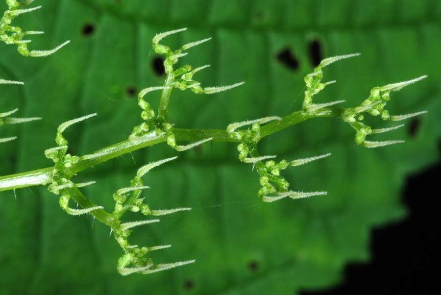 Wood Nettle in flower