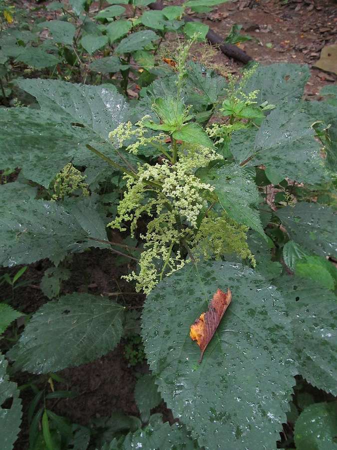 Wood Nettle (Laportea canadensis)