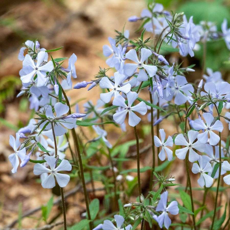 Woodland Phlox in flower