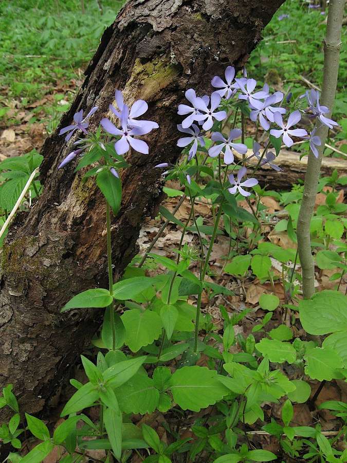 Woodland Phlox (Phlox divaricata)