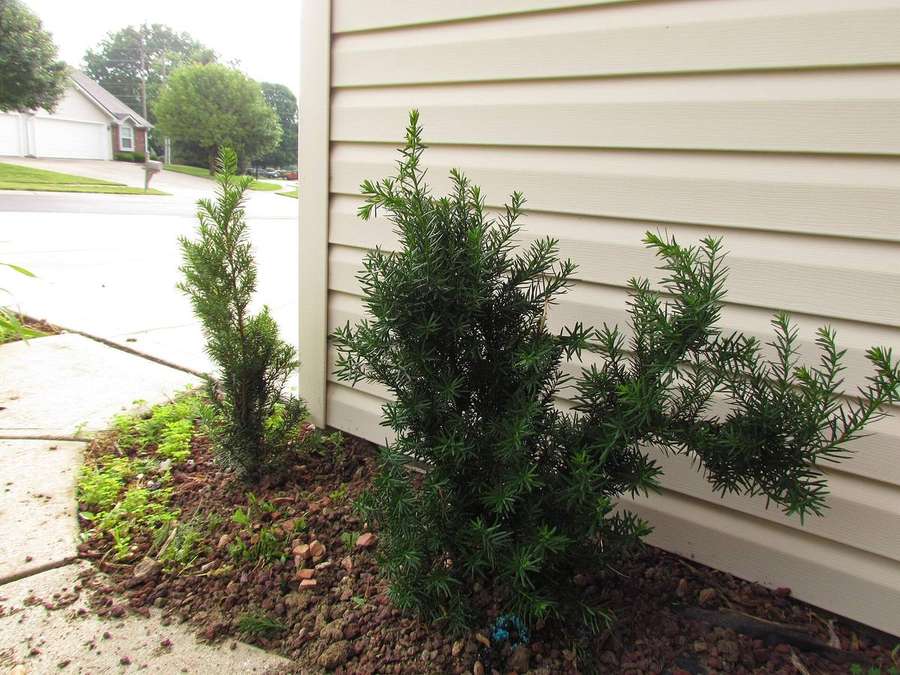 Yew (Taxus x media)