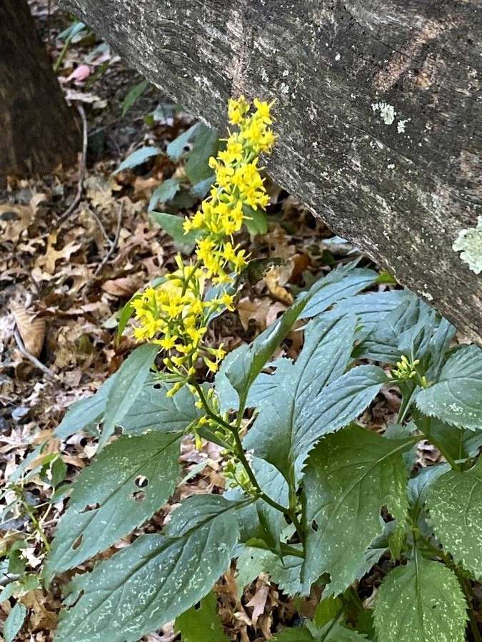 Zigzag Goldenrod (Solidago flexicaulis)