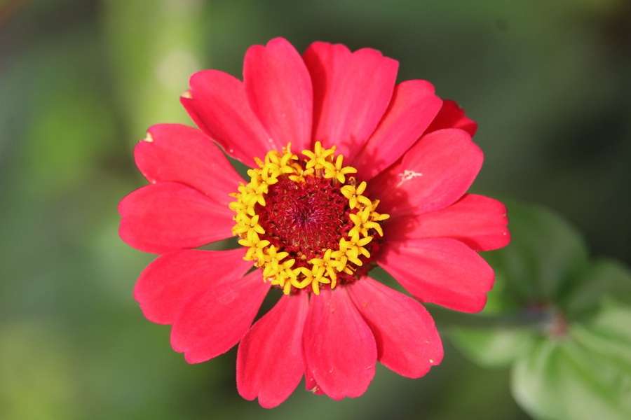 Zinnia in flower