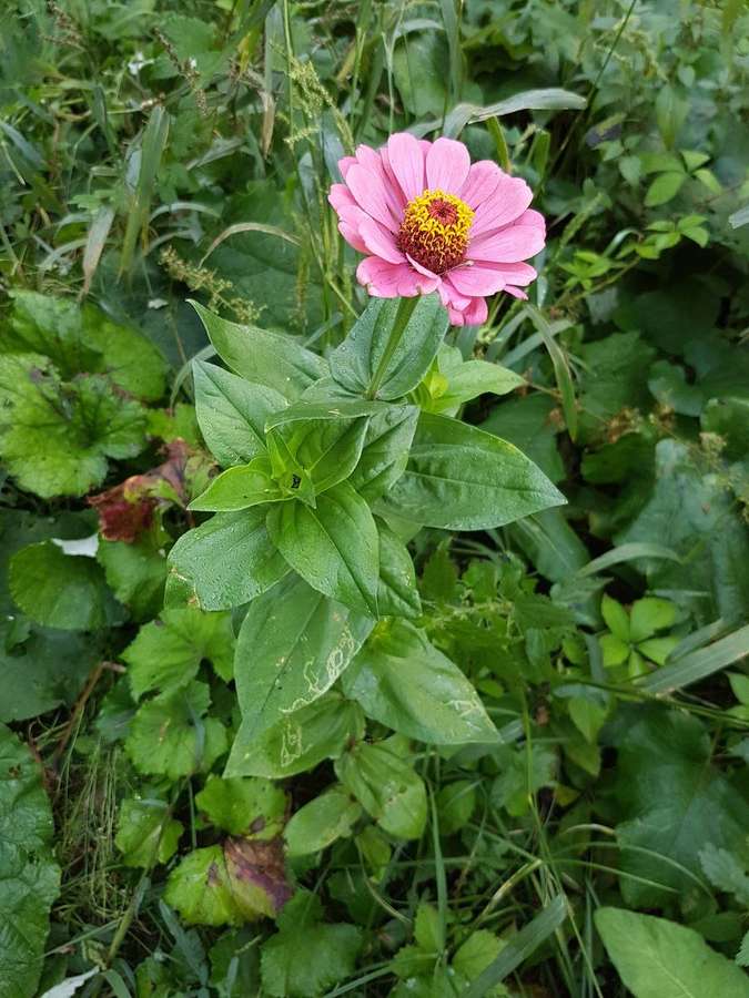Zinnia (Zinnia elegans)
